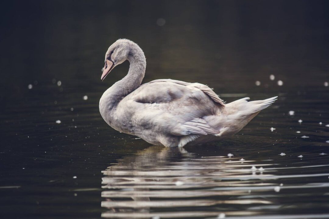white swan on body of water