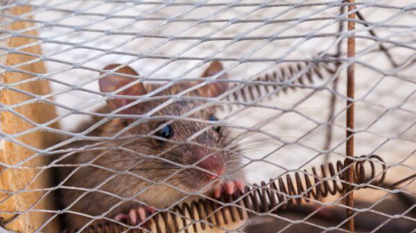 close up photo of a rat trapped inside the cage