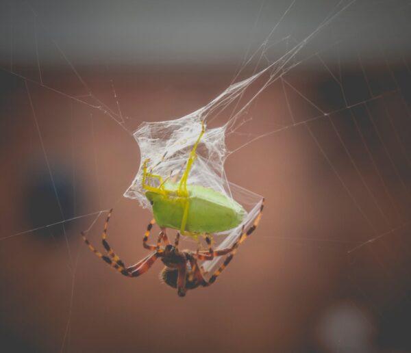 araneus diadematus spider eating chinavia hilaris bug in web