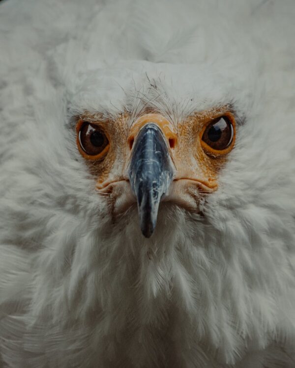 eagle bird with white feathered head looking at camera