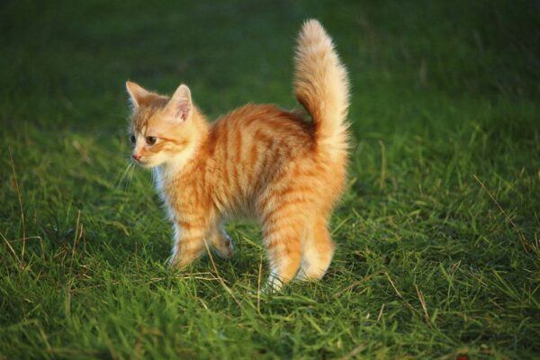 Free ginger shorthair kitten image