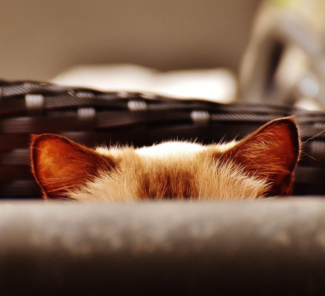 adorable blur cat close up