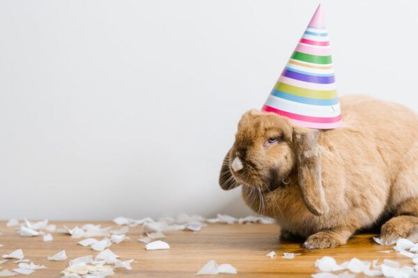 a bunny with a party hat